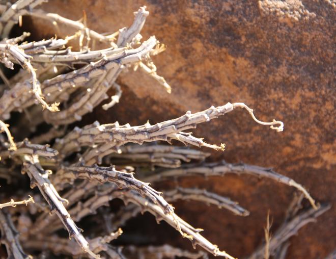 Whole plant