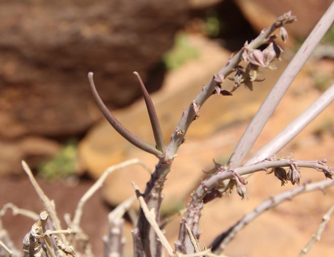 Caudanthera sinaica fruits