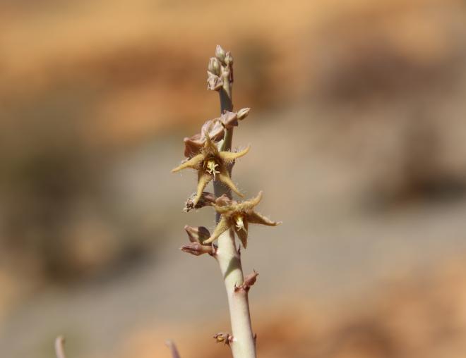 Caudanthera sinaica flower