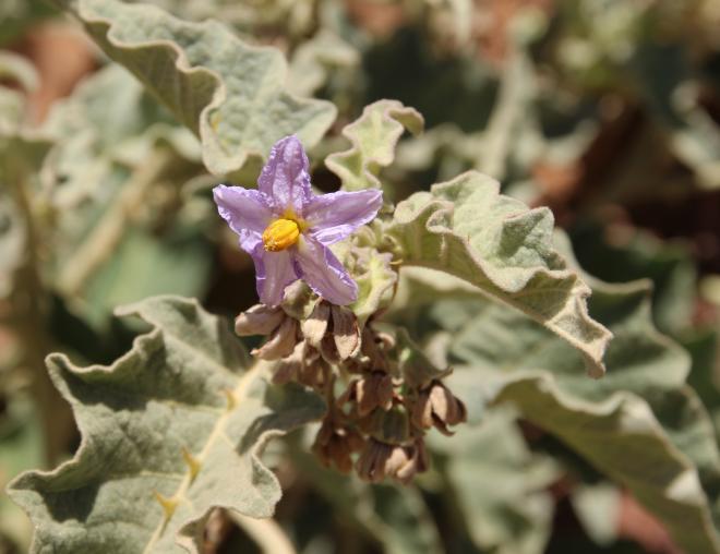 Solanum incanum flower