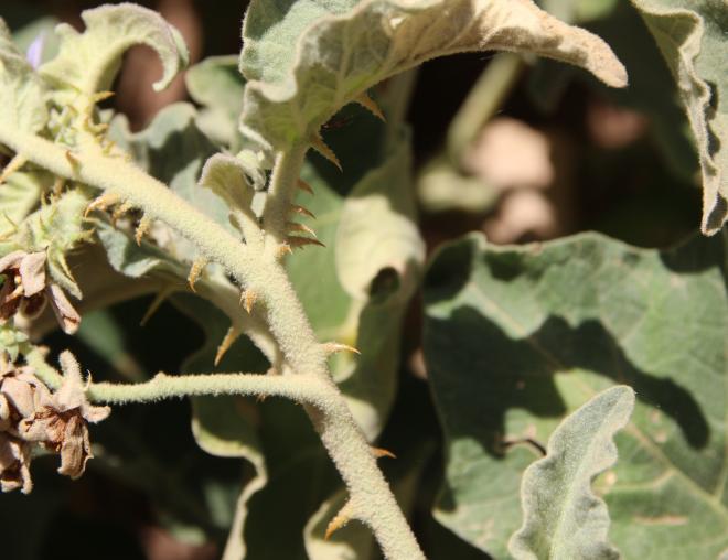 Solanum incanum thorns