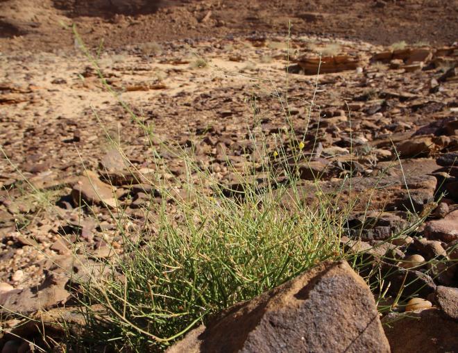 Whole plant