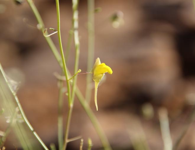 Kickxia pseudoscoparia flower