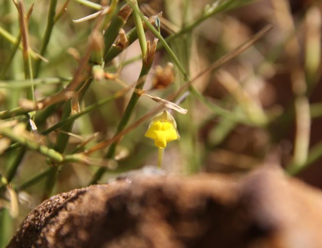 Kickxia pseudoscoparia flower