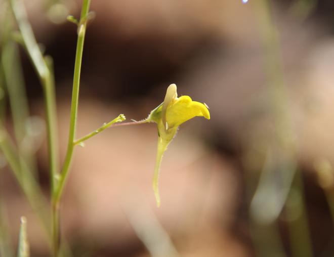 Kickxia pseudoscoparia flower
