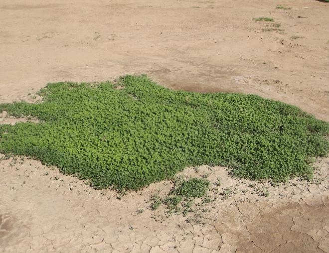 Whole plant