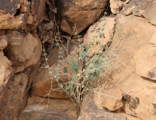 Whole plant