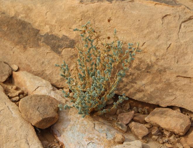 Whole plant