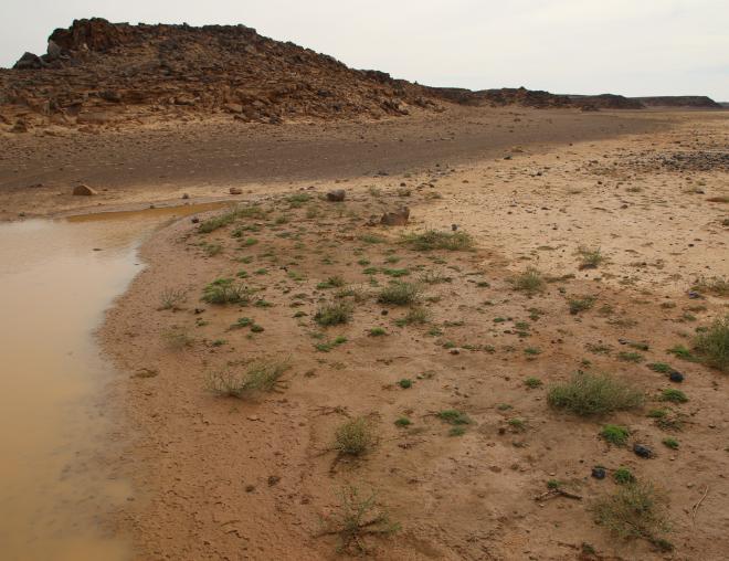 Pulicaria undulata on ephemeral flooded depressions