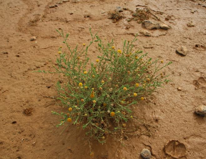 Whole plant