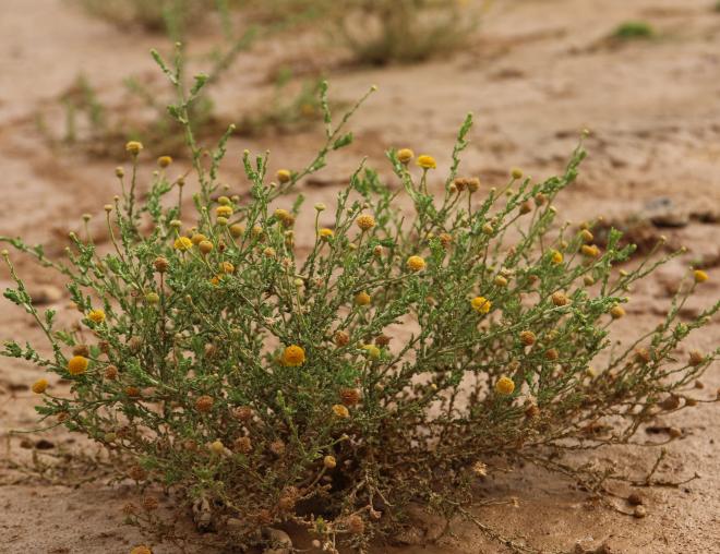 Whole plant