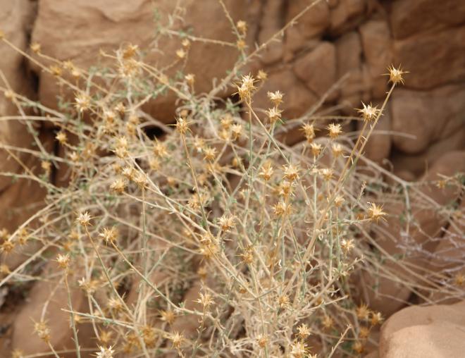 Whole plant