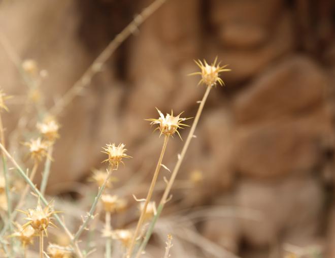 Centaurea scoparia fruits