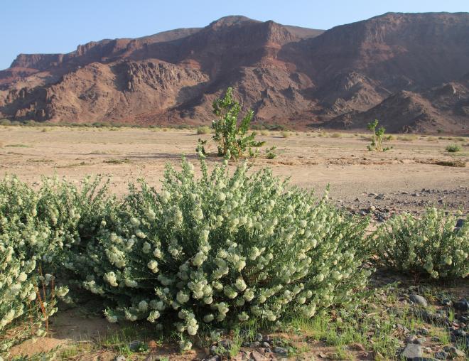 Whole plant