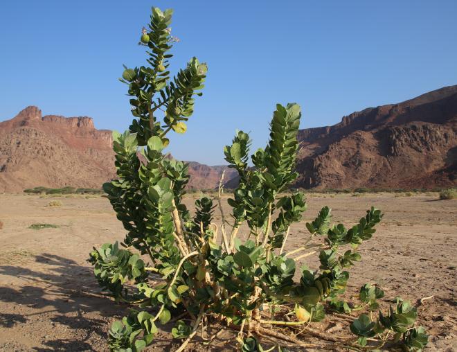 Whole plant