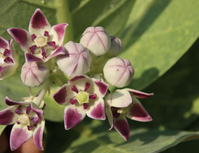 Calotropis procera flowers