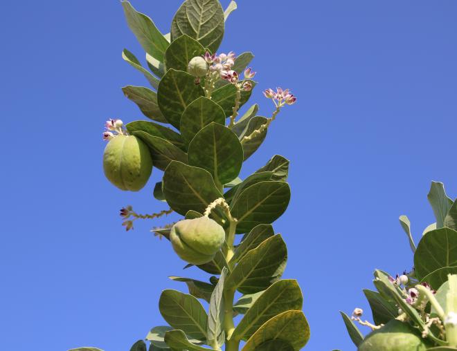 Calotropis procera fruits