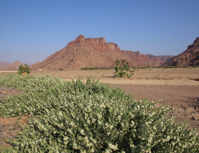 Whole plant
