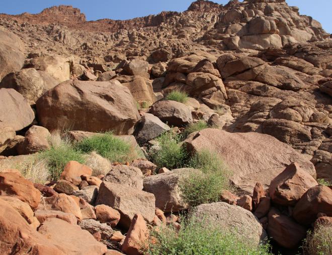 Whole plant