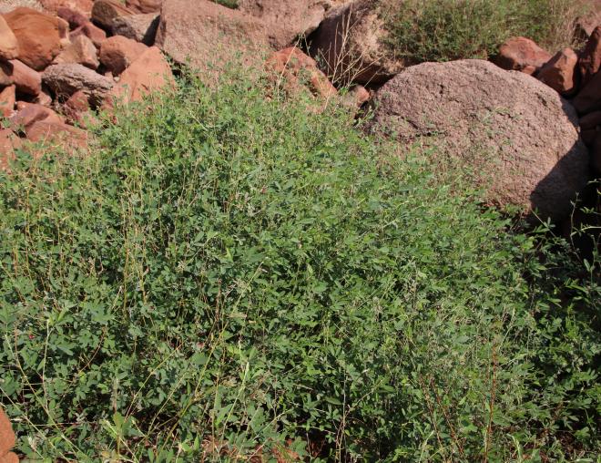 Whole plant