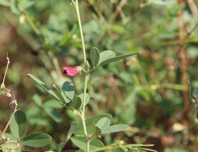 Tephrosia purpurea subsp. apollinea flower