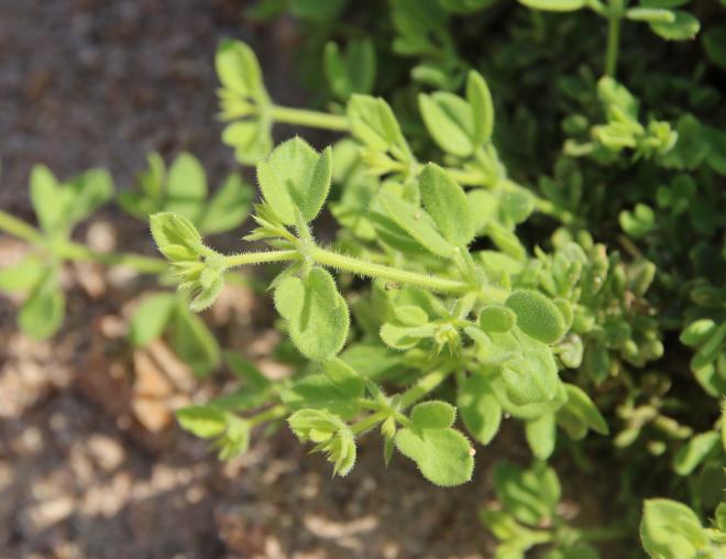 Zygophyllum molle leaves