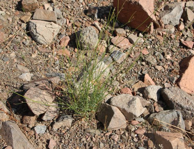 Whole plant