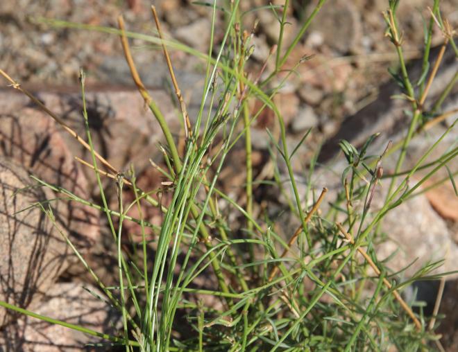 Kohautia caespitosa leaves