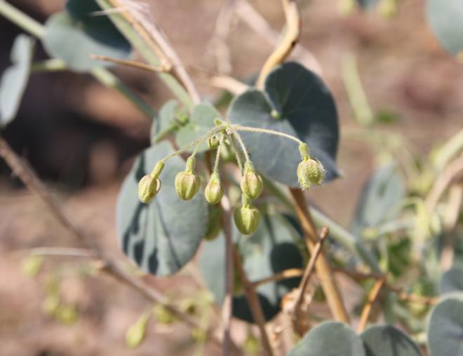Pergularia tomentosa flowers