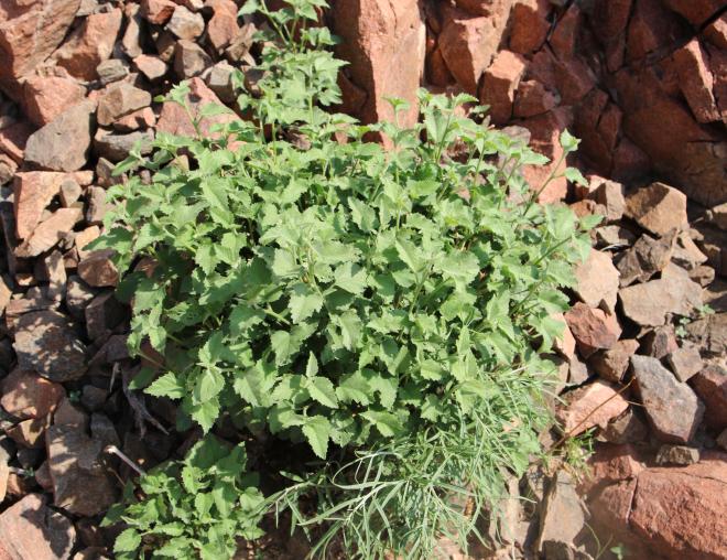 Whole plant