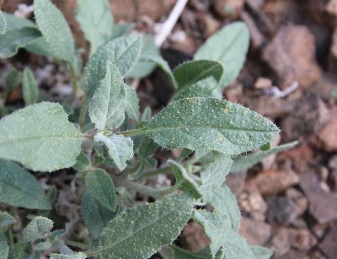 Trichodesma africanum leaves