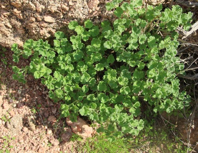 Whole plant