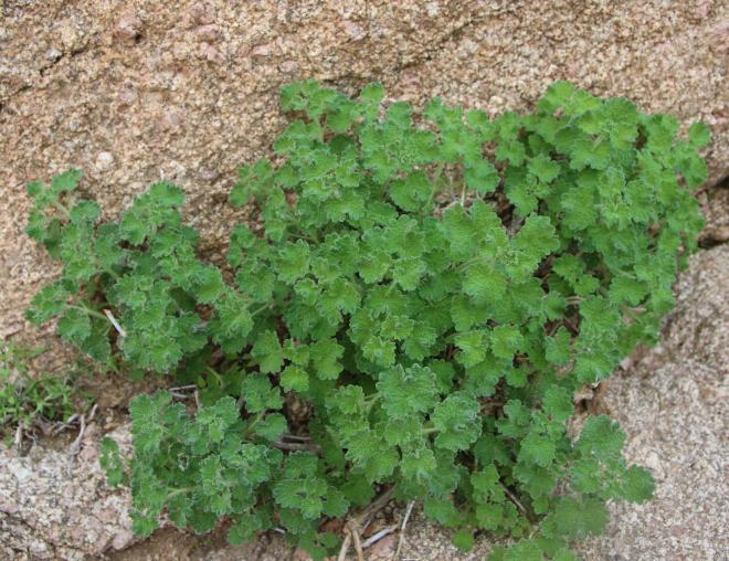 Whole plant