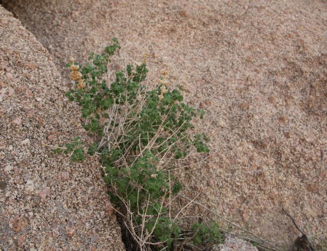 Whole plant