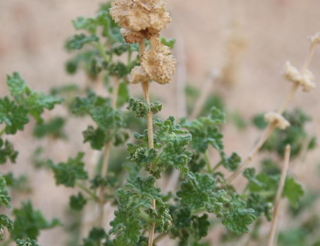 Pseudodictamnus undulatus fruits