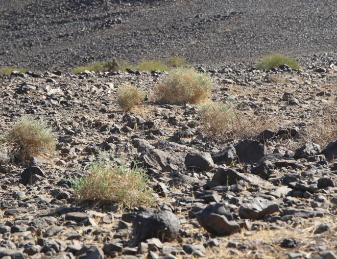Crotalaria aegyptiaca in its environment