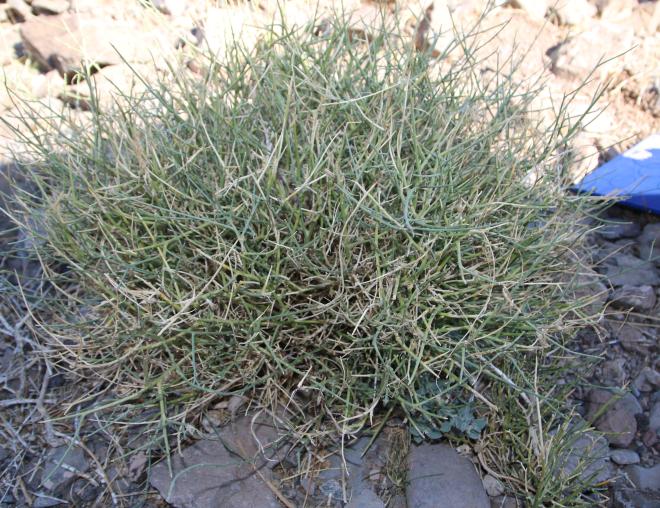 Whole plant