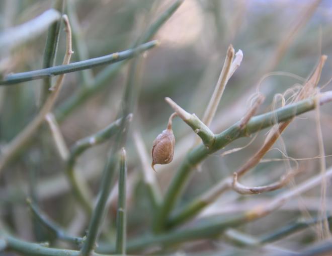 Crotalaria aegyptiaca fruit