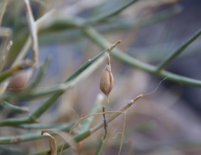 Crotalaria aegyptiaca fruit