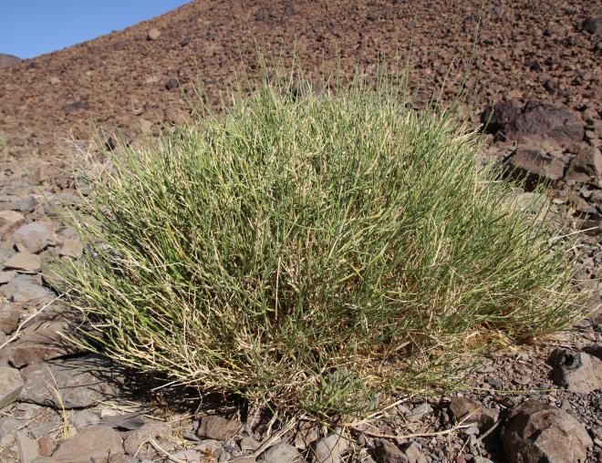 Whole plant