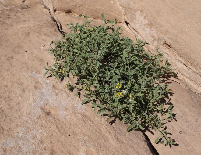 Whole plant