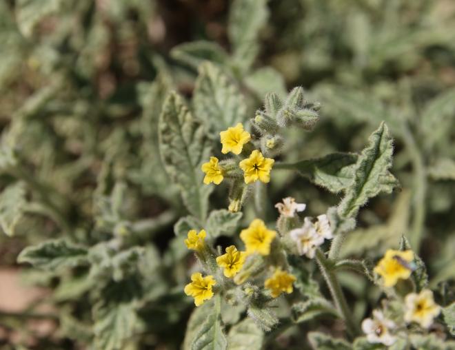 Heliotropium arbainense flowers