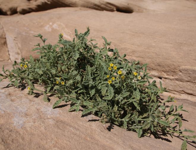 Whole plant
