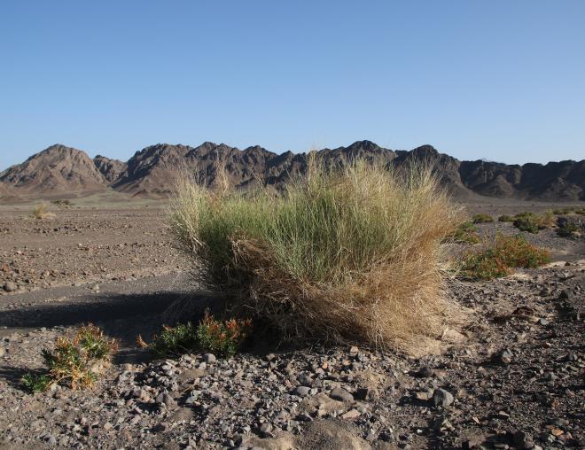 Whole plant