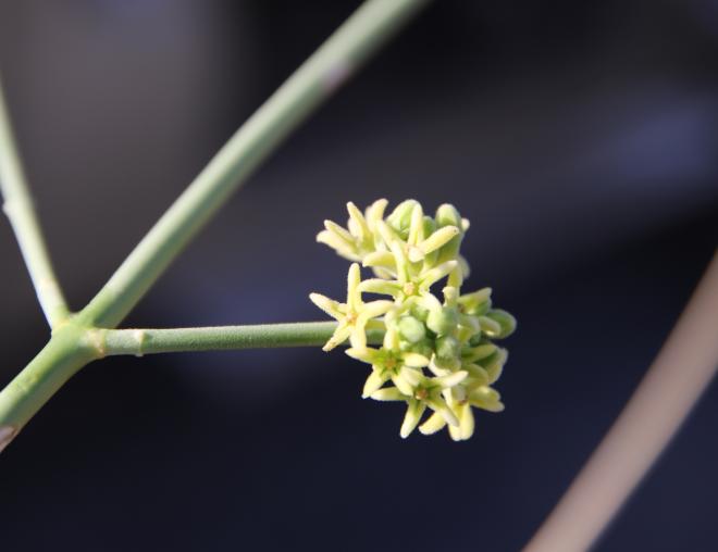 Leptadenia pyrotechnica flowers