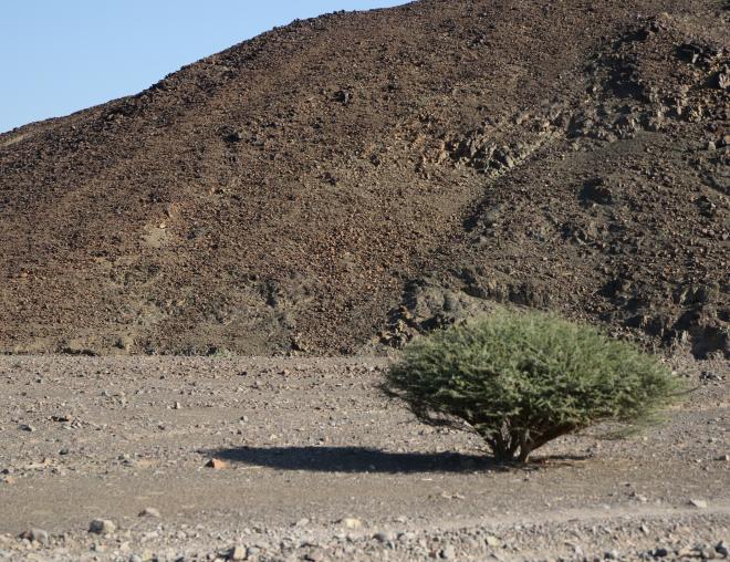 Whole plant