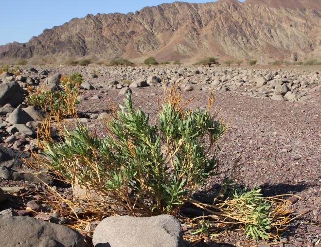 Whole plant