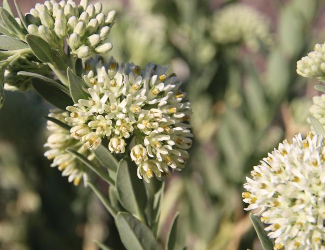 Solenostemma arghel flowers