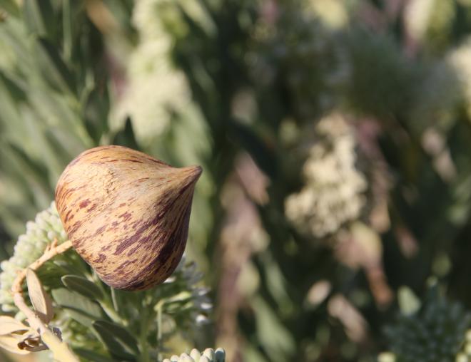 Solenostemma arghel fruit