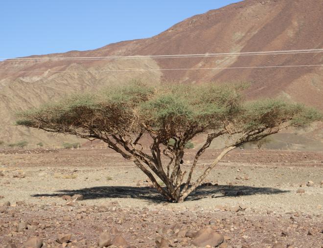 Whole plant